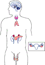 Endocrine & Metabolic Diseases